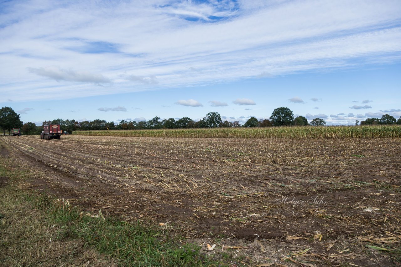 Bild 134 - Maisernte